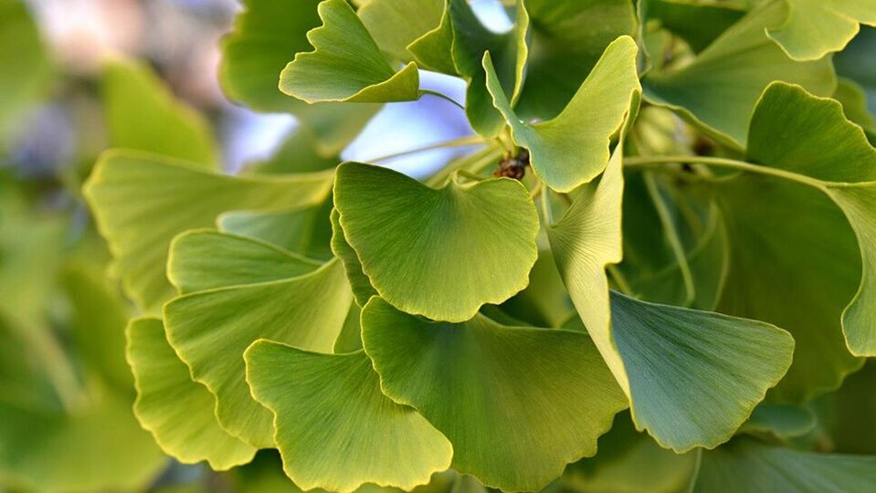 Ginkgo Biloba en Insunol